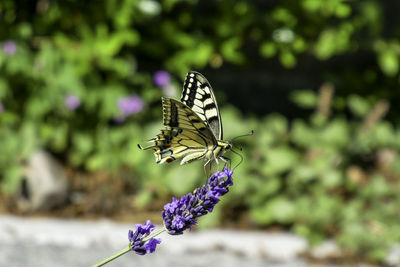 Close-up of butterfly pollinating on purple flower