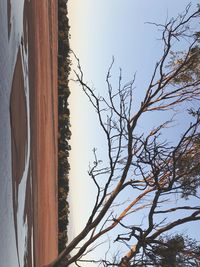 Low angle view of bare trees against sky