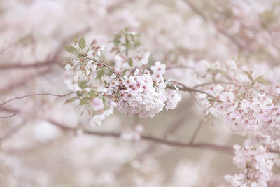 Close-up of pink cherry blossoms in spring