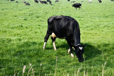 Cows grazing on field