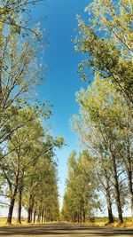 Trees against clear blue sky