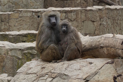 Monkey sitting on rock against wall at zoo