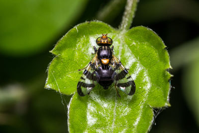 Close-up of insect on plant