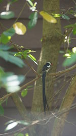 Bird perching on a tree