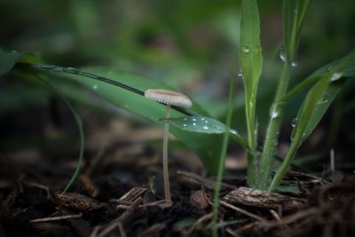 Close-up of mushroom and wet plant on land
