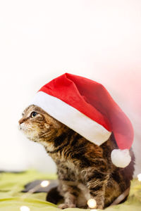 Close-up of a cat looking away