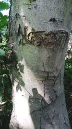 Close-up of tree trunk