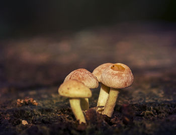 Close-up of mushrooms on wood