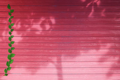 Full frame shot of pink wall