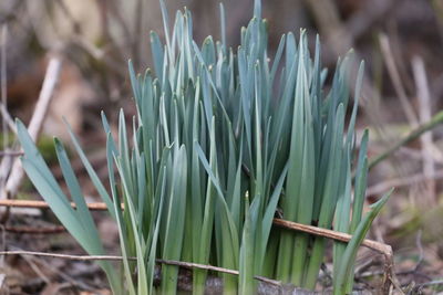 Close-up of flowering plants on land