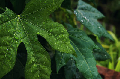 Close-up of wet leaves on rainy day