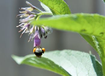 Close-up of insect on flower