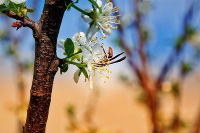 Close-up of cherry blossom on tree