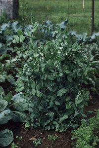 Close-up of fresh vegetables on field