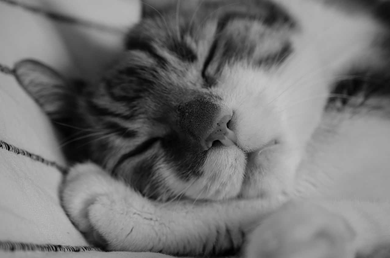 CLOSE-UP OF CAT SLEEPING ON BLANKET