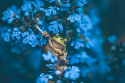 Close-up of frog on blooming flowers