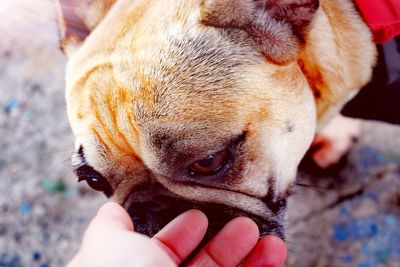 Close-up of hand holding dog