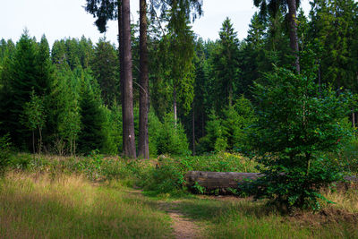 Pine trees in forest