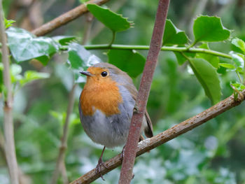 Close-up of bird perching on branch