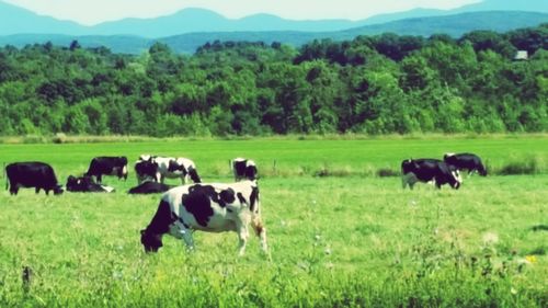 Horse grazing on grassy field