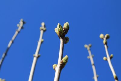 Low angle view of flowering plant against blue sky