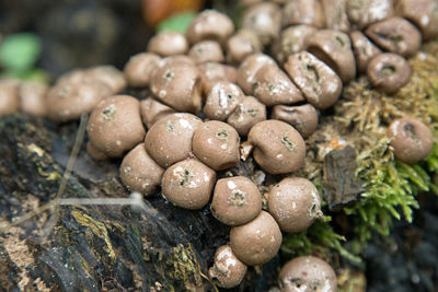 Close-up of fungus growing outdoors