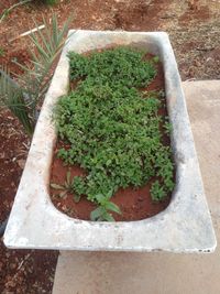 High angle view of food on plant