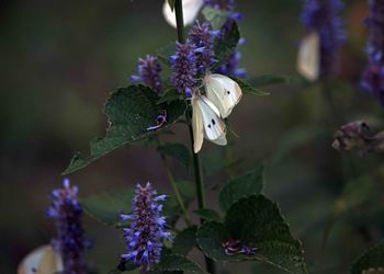 Butterflies on flower outdoors