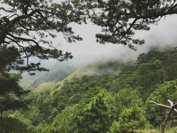 Scenic view of forest