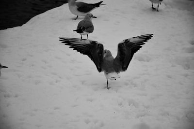 Close-up of birds