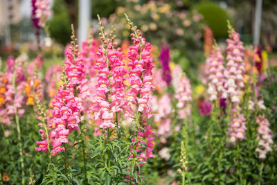 Close-up of pink flowers blooming outdoors