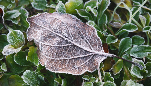 Close-up of fresh green leaves