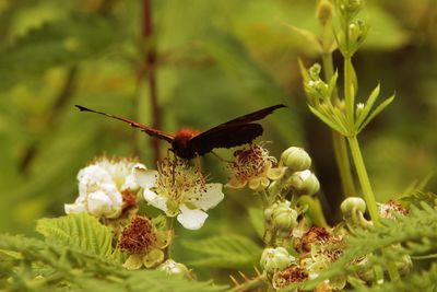 Close-up of butterfly pollinating on flower