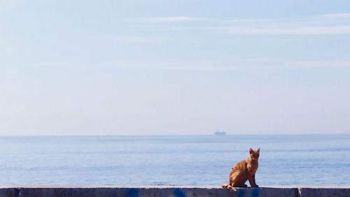 Dog looking at sea against sky
