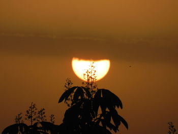 Close-up of silhouette tree against orange sky