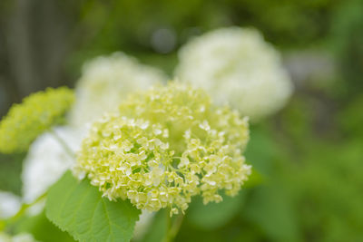 Close-up of flowering plant