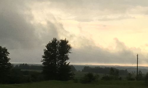 Trees on field during foggy weather