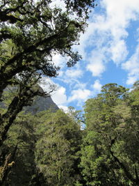 Low angle view of trees against sky