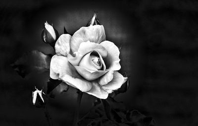 Close-up of fresh flower in water