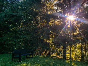 Trees and plants in forest