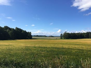 Scenic view of field against sky