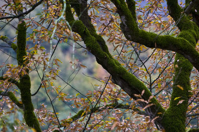 Low angle view of flowering tree in forest