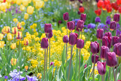 Close-up of fresh purple flowers in field