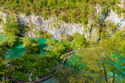 Scenic view of forest