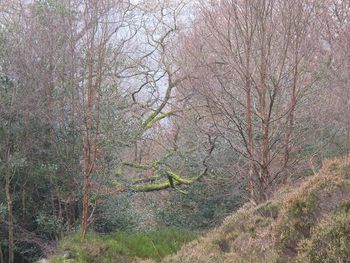 Ivy growing on tree in forest