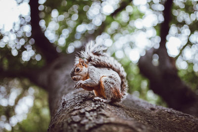 Squirrel with brown and gray fur sitting on rough tree trunk in garden in daylight