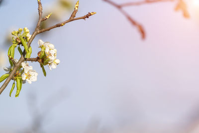 Close-up of white cherry blossoms in spring