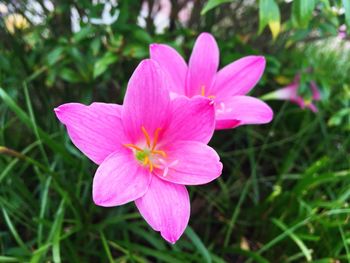 Close-up of pink flower blooming outdoors