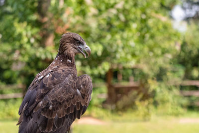 Close-up of eagle against blurred background