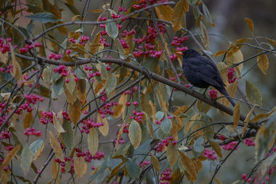 Low angle view of bird perching on plant